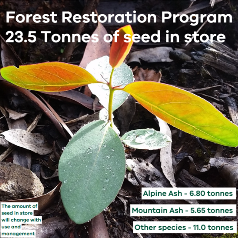 Infograph shows amount of seed in store.  Other 11.0Tonne, Mountain Ash 5.65Tonne, Alpine Ash 6.80Tonne.  Total 23.5 Tonne