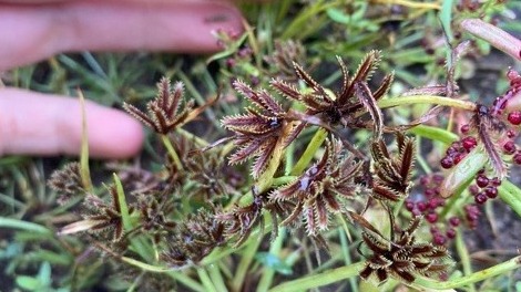 A hand gently rests next to a small green plant with thin brown jagged leaves growing close to the ground. 