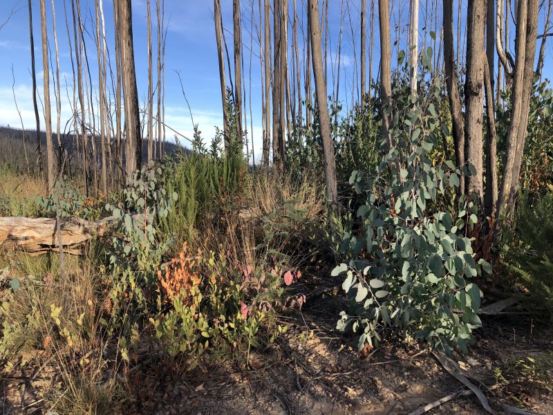 New green eucalypt trees grow on the side of a bushy hill.