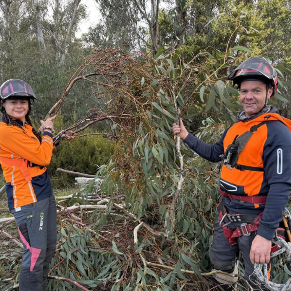 Collecting Alpine Ash seed in the Mitta Mitta. Photo: M. Eddy Two contractors collect Alpine Ash seed in the Mitta Mitta