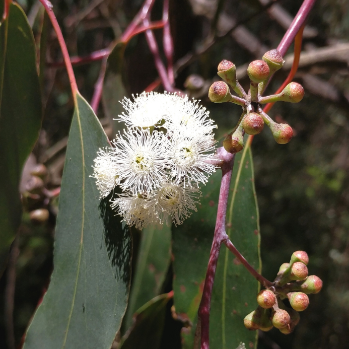 Picture of Alpine Ash blossom close up